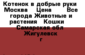 Котенок в добрые руки. Москва. › Цена ­ 5 - Все города Животные и растения » Кошки   . Самарская обл.,Жигулевск г.